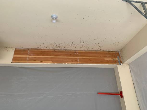 Best Crawl Space Mold Remediation  in Boscobel, WI